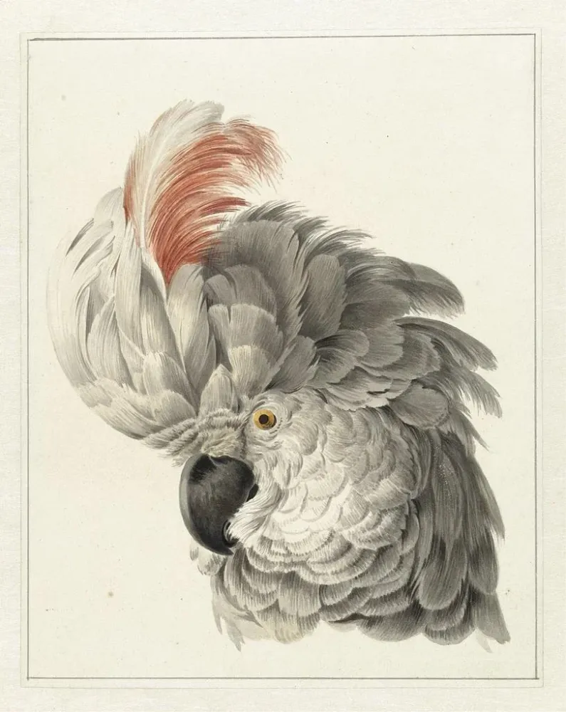 Gemälde Kopf eines Kakadus - Aert Schouman | Kunstdruck