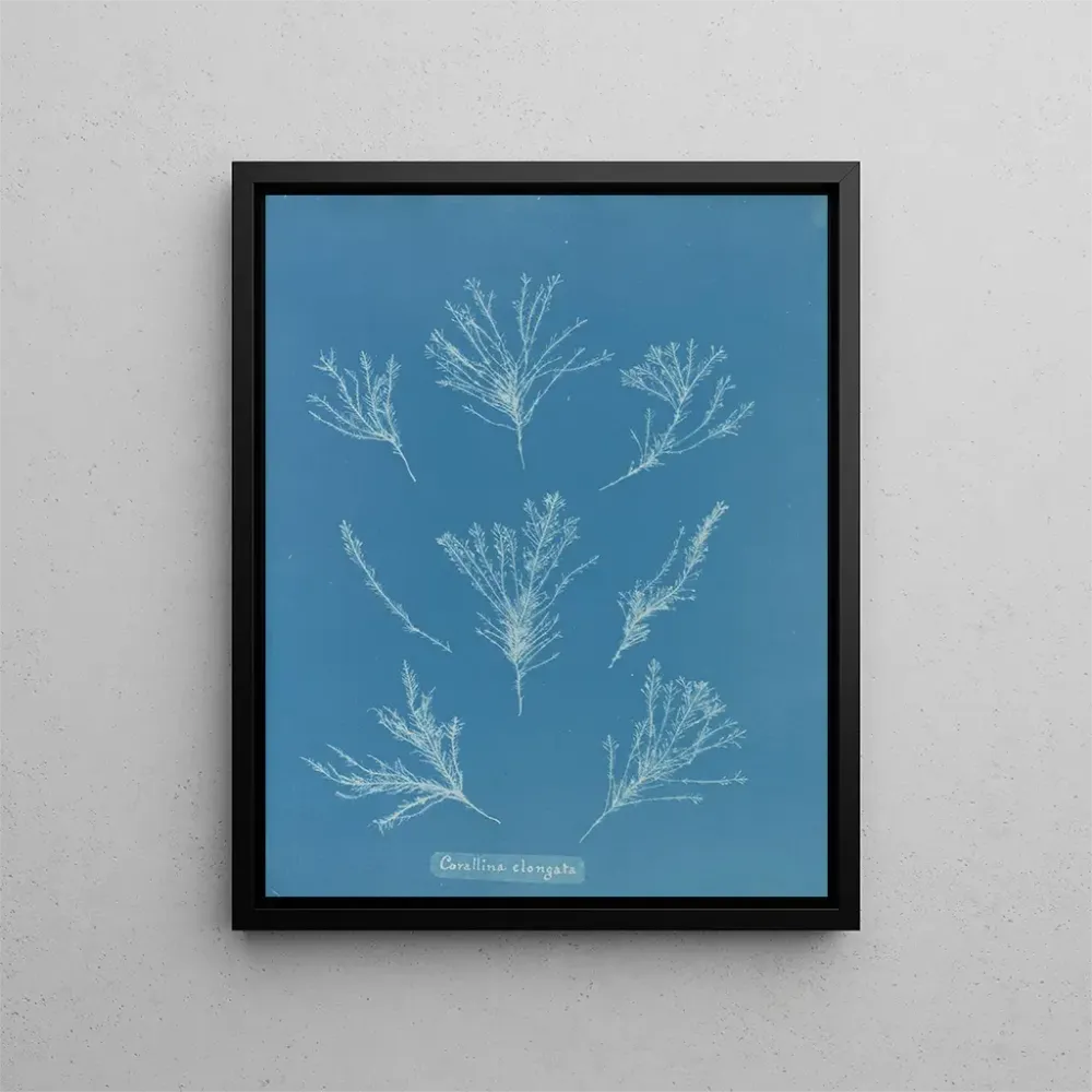 Gemälde Korallenlänge - Anna Atkins | Kunstdruck