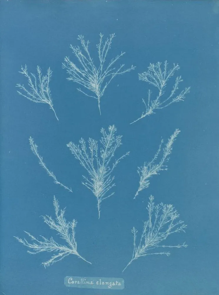 Gemälde Korallenlänge - Anna Atkins | Kunstdruck