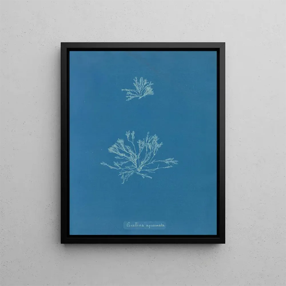 Gemälde Korallen-Skalen - Anna Atkins | Kunstdruck