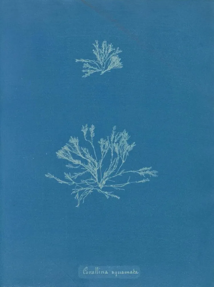 Gemälde Korallen-Skalen - Anna Atkins | Kunstdruck