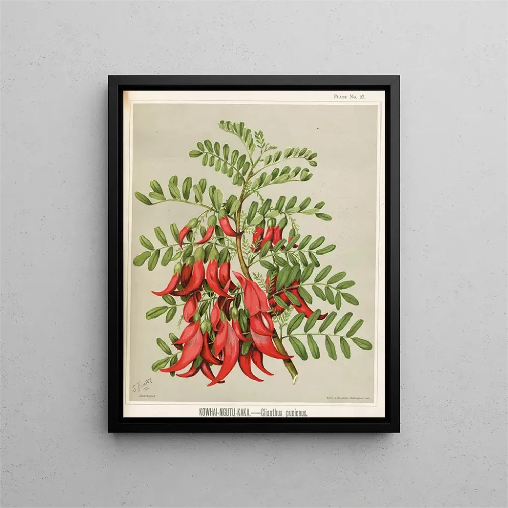 Gemälde Kowhai Ngutu Kaka Clianthus puniceus - Sarah Featon | Kunstdruck