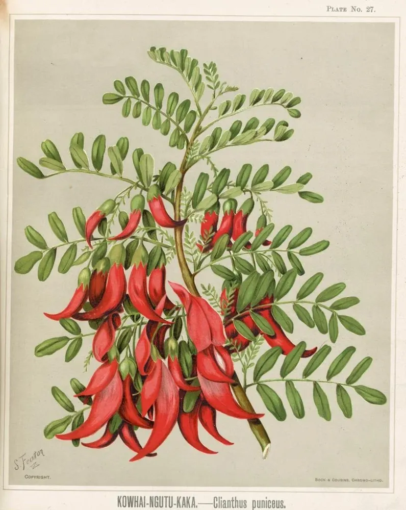 Gemälde Kowhai Ngutu Kaka Clianthus puniceus - Sarah Featon | Kunstdruck