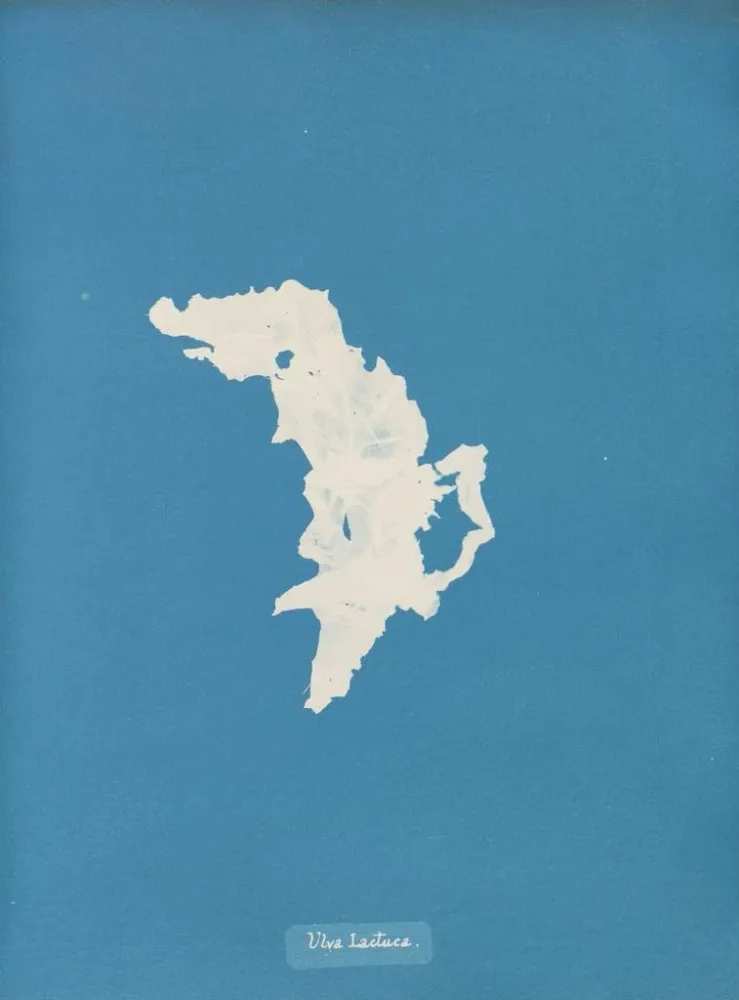 Gemälde Laitue - Anna Atkins | Kunstdruck