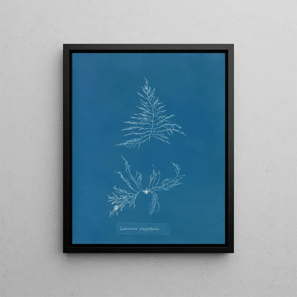 Gemälde Laurencia dasyphylla - Anna Atkins | Kunstdruck