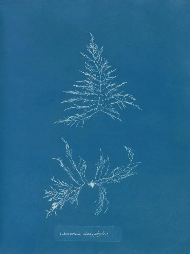 Gemälde Laurencia dasyphylla - Anna Atkins | Kunstdruck