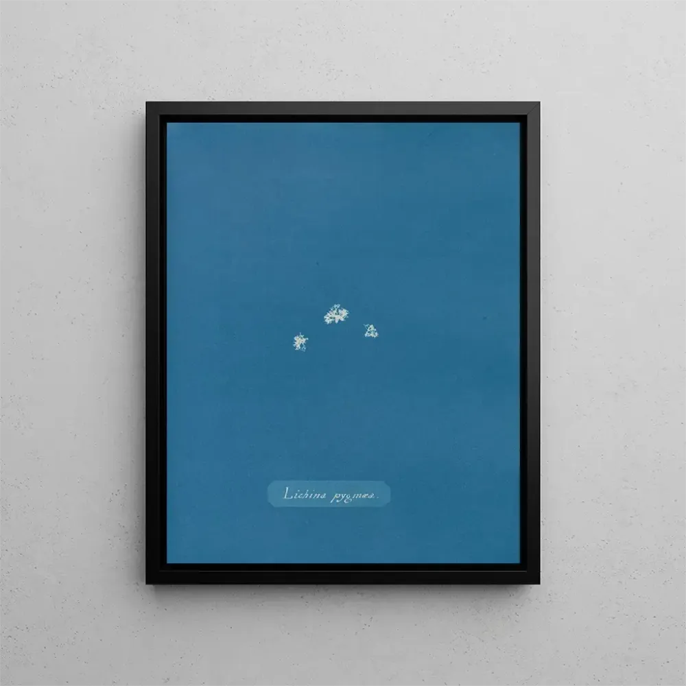 Gemälde Lichina pygma - Anna Atkins | Kunstdruck