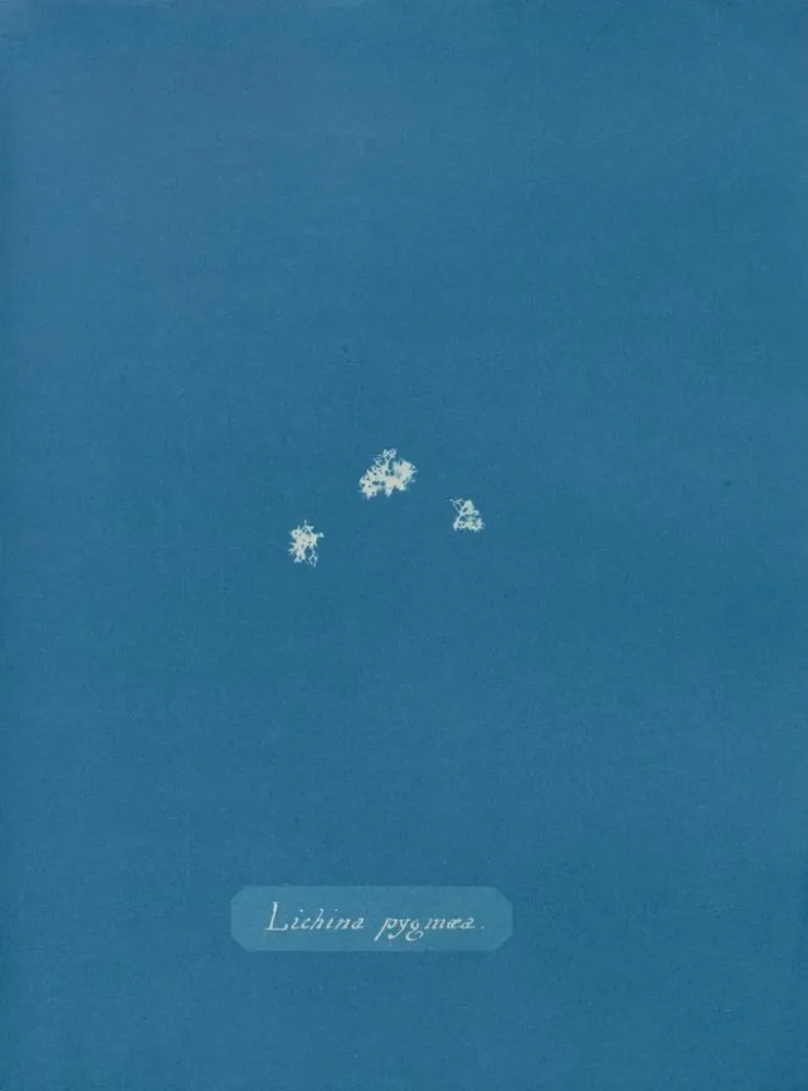 Gemälde Lichina pygma - Anna Atkins | Kunstdruck