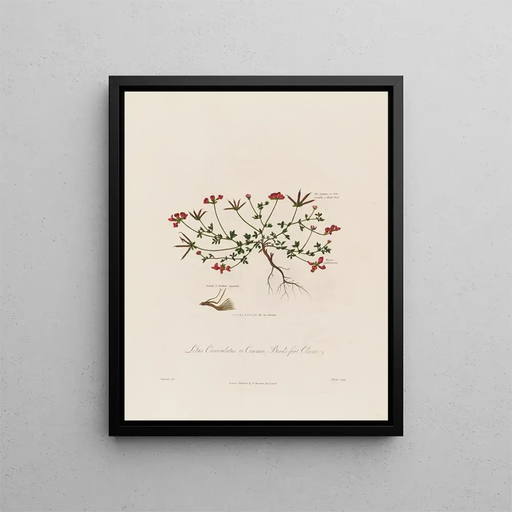 Gemälde Lotus corniculatus ou trèfle des oiseaux - Robert John Thornton | Kunstdruck