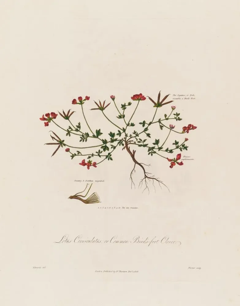 Gemälde Lotus corniculatus ou trèfle des oiseaux - Robert John Thornton | Kunstdruck
