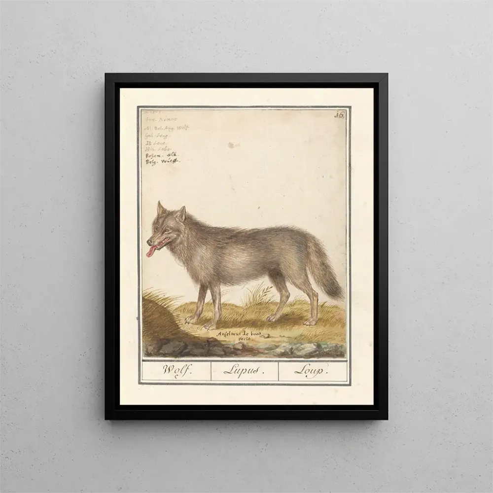 Gemälde Loup Canis lupus Loup Lupus Loup - Anselmus Botius de Boodt | Kunstdruck