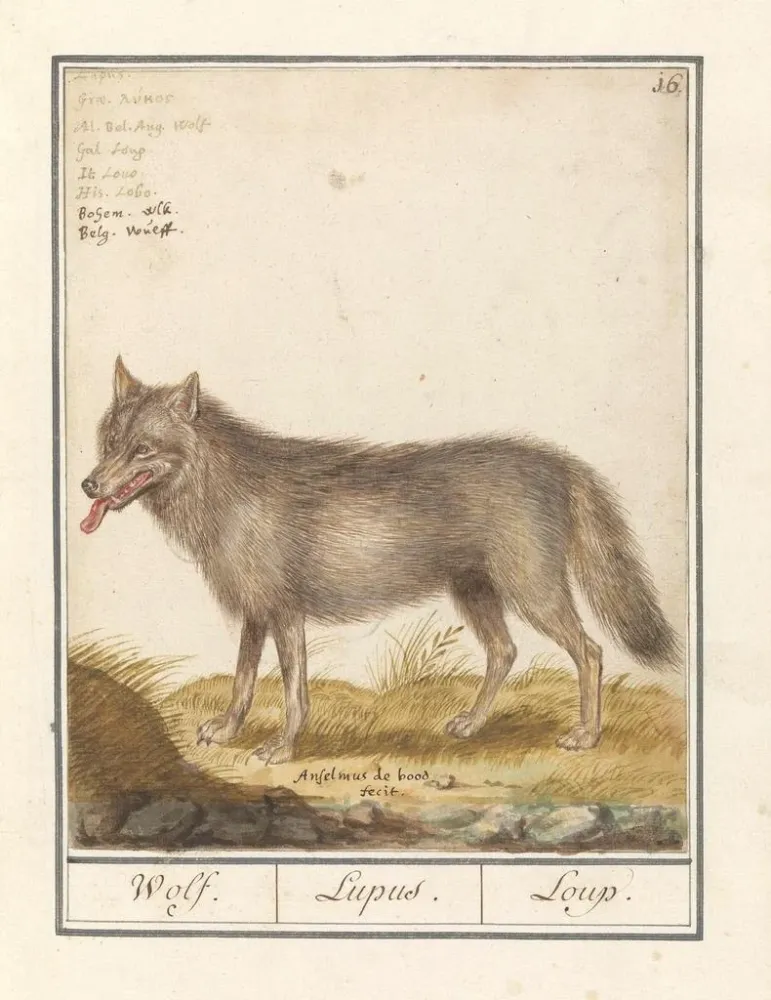 Gemälde Loup Canis lupus Loup Lupus Loup - Anselmus Botius de Boodt | Kunstdruck