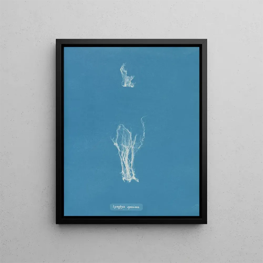 Gemälde Lyngbya speciosa - Anna Atkins | Kunstdruck