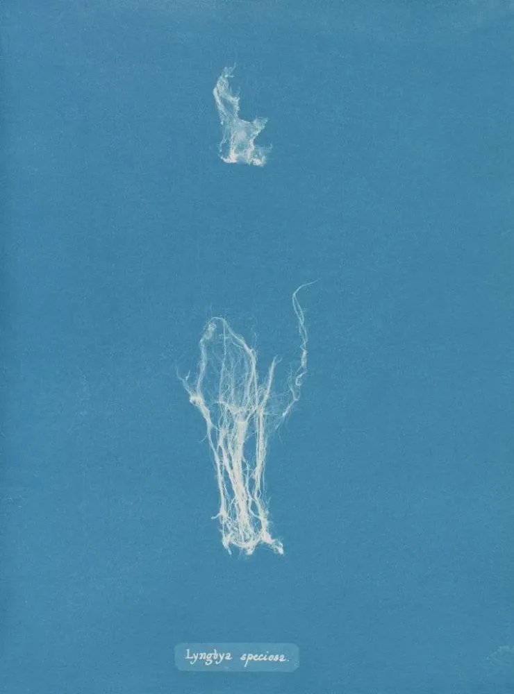 Gemälde Lyngbya speciosa - Anna Atkins | Kunstdruck
