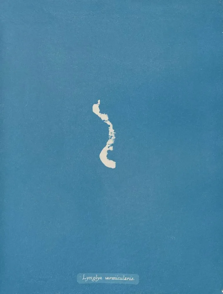 Gemälde Lyngbya vermicularis - Anna Atkins | Kunstdruck