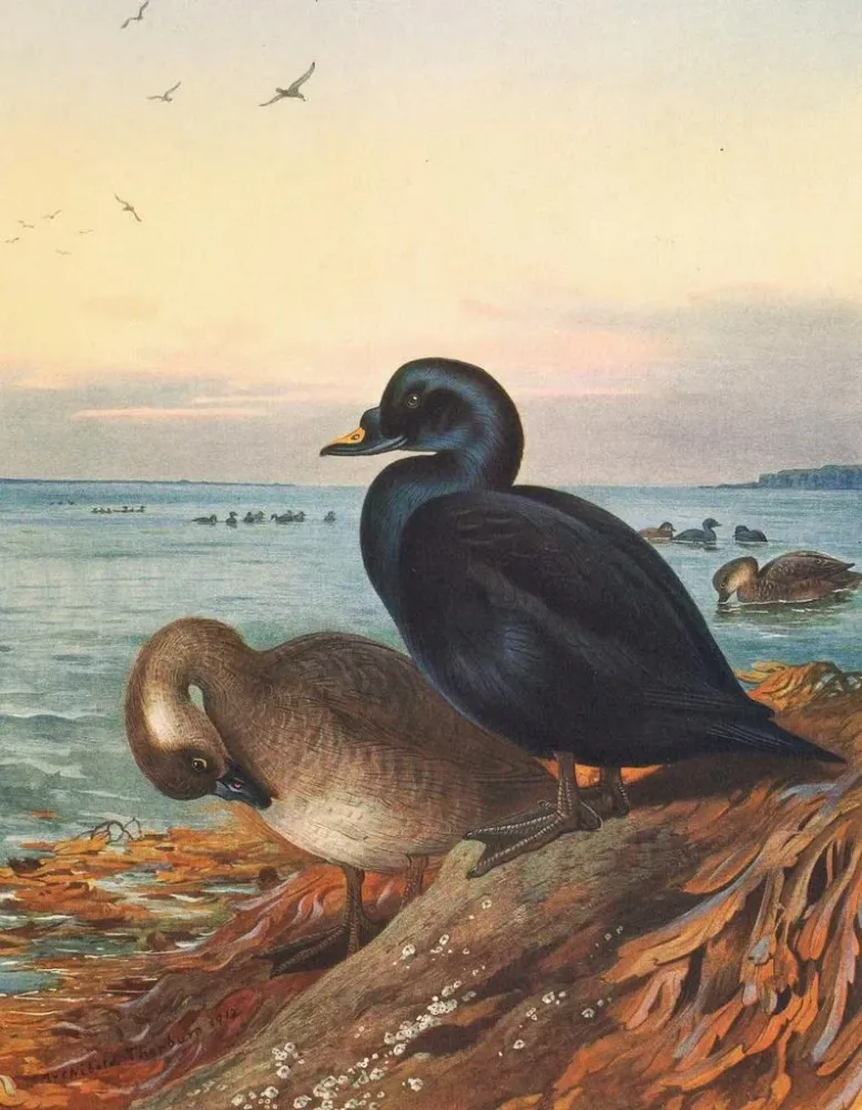 Gemälde Macreuse brune - Archibald Thorburn | Kunstdruck