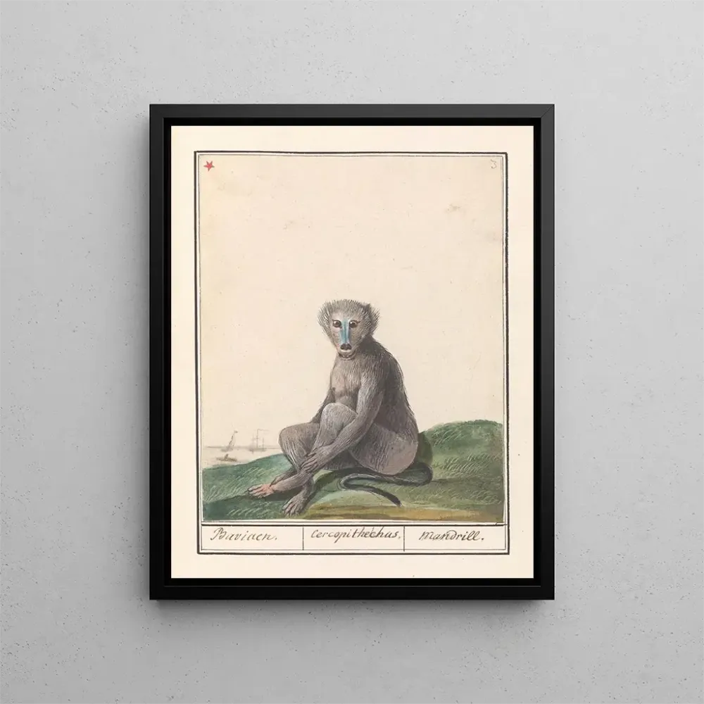 Gemälde Mandrill Mandrillus sphinx Baviaen Cercopithechus Mandrill - Anselmus Botius de Boodt | Kunstdruck