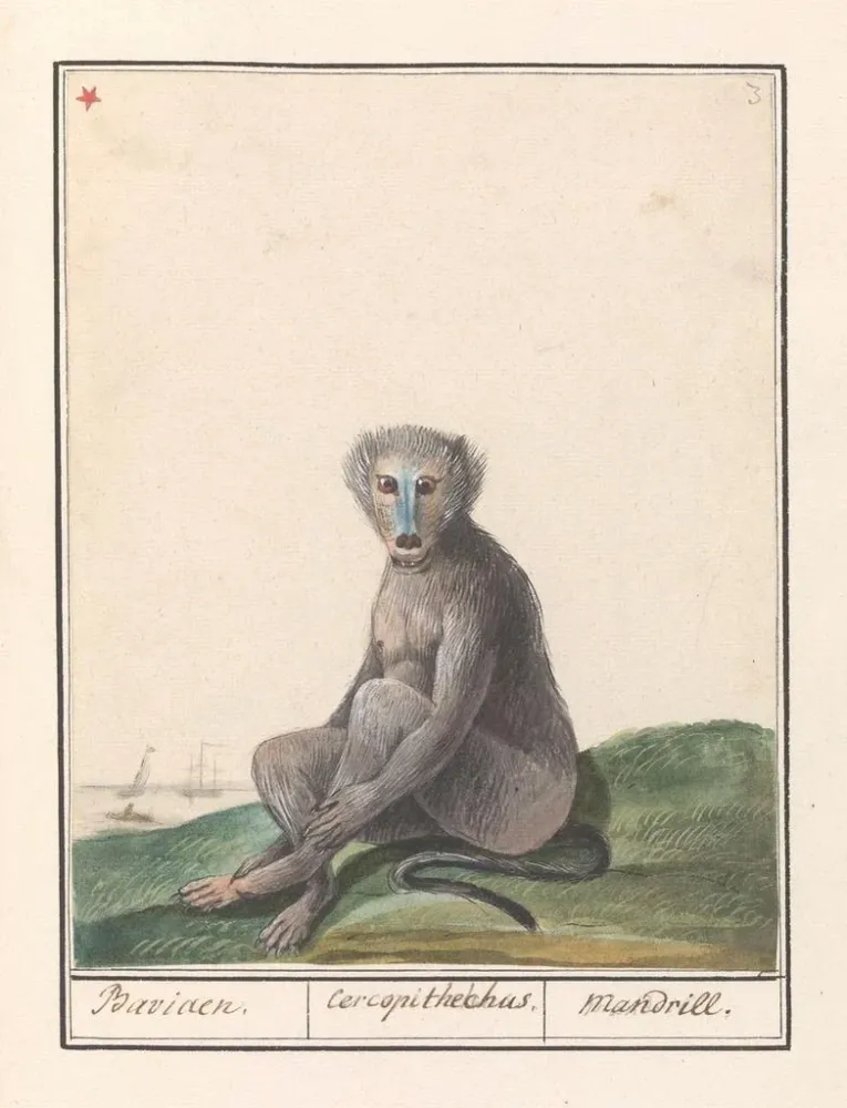 Gemälde Mandrill Mandrillus sphinx Baviaen Cercopithechus Mandrill - Anselmus Botius de Boodt | Kunstdruck