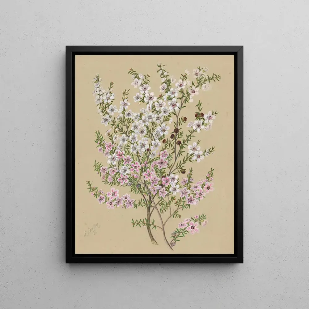 Gemälde Manuka Leptospermum scoparium - Sarah Featon | Kunstdruck