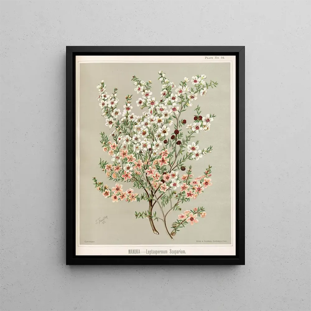 Gemälde Manuka Leptospermum scoparium - Sarah Featon | Kunstdruck