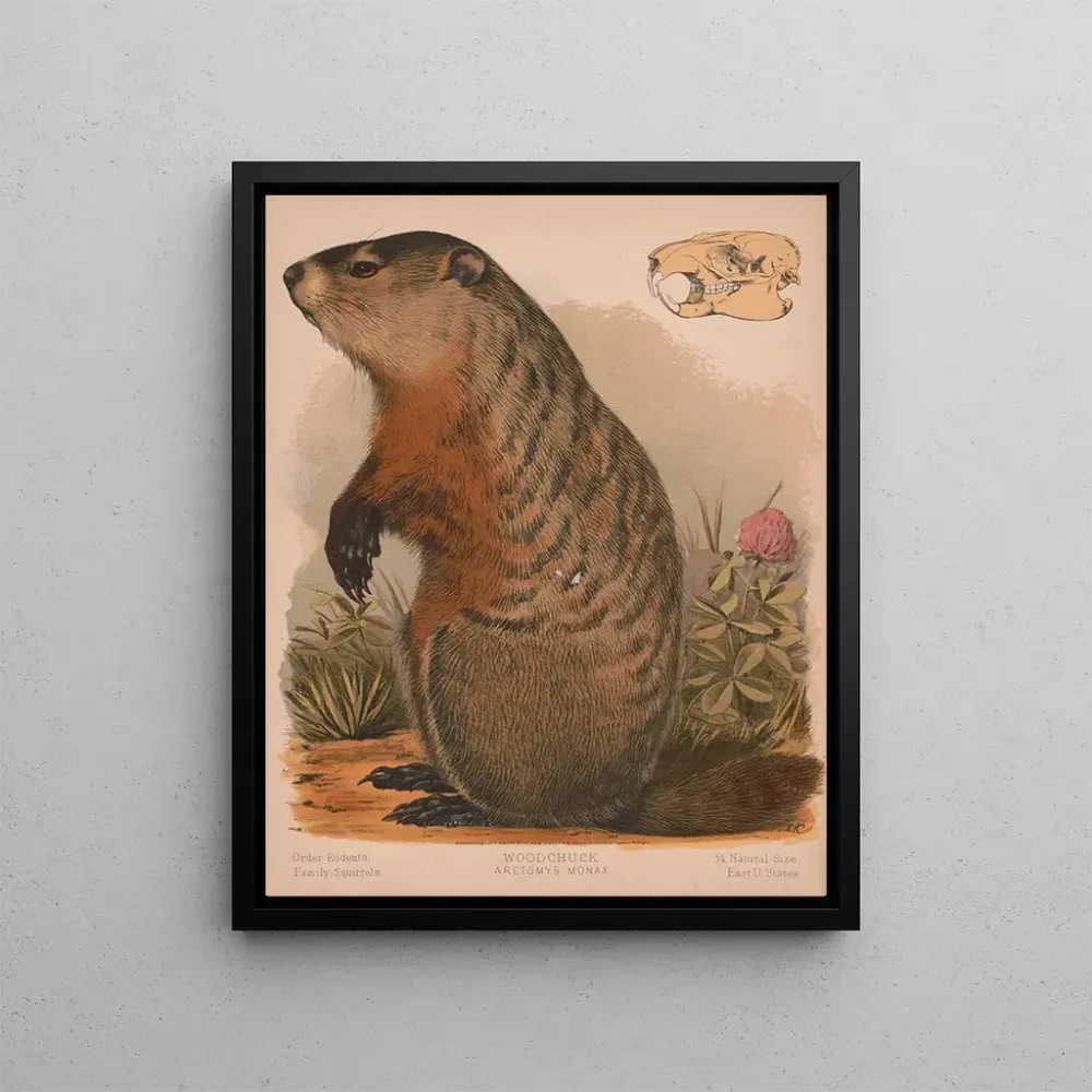 Gemälde Marmotte - Louis Prang Co | Kunstdruck