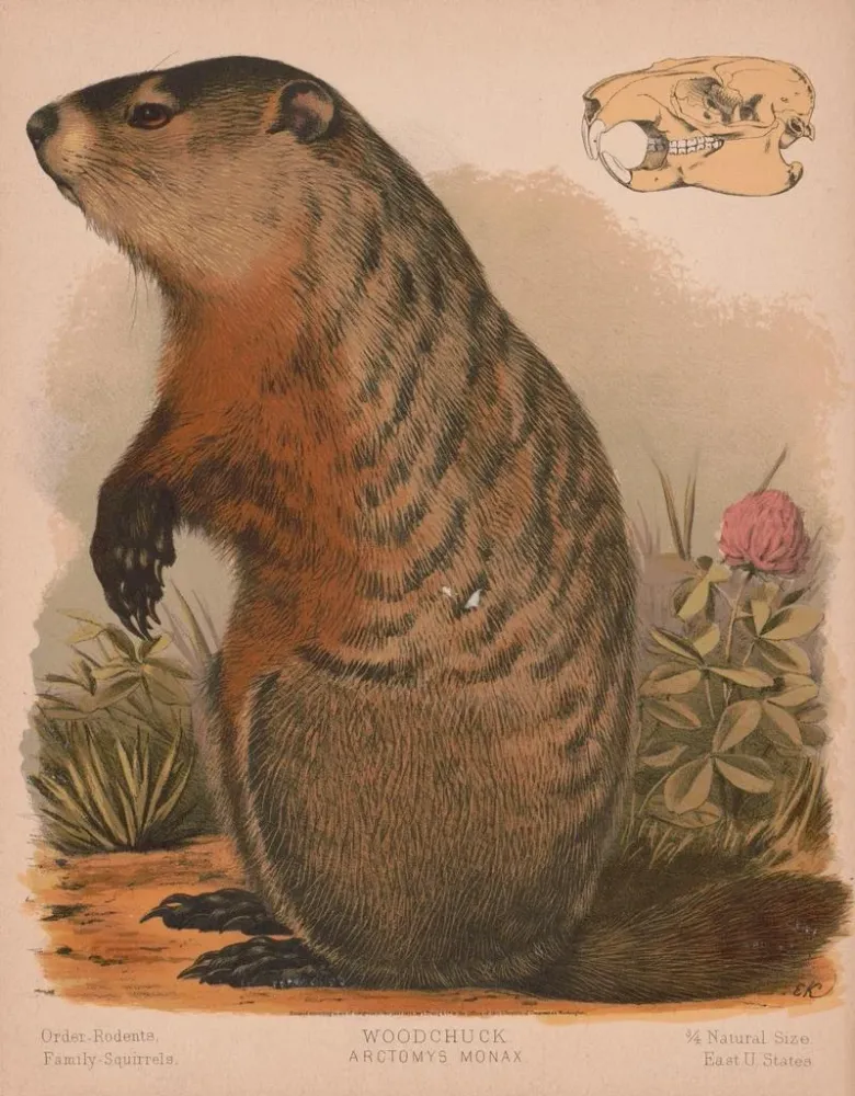Gemälde Marmotte - Louis Prang Co | Kunstdruck