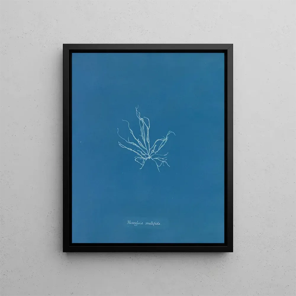 Gemälde Mesogloia mutifida - Anna Atkins | Kunstdruck
