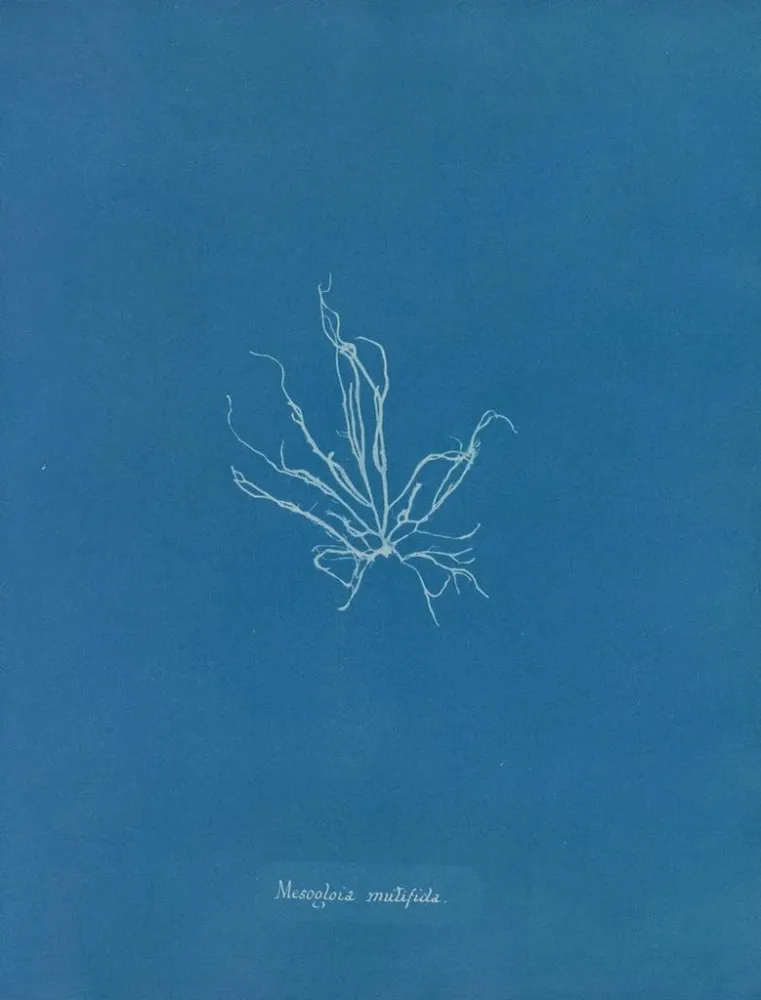 Gemälde Mesogloia mutifida - Anna Atkins | Kunstdruck