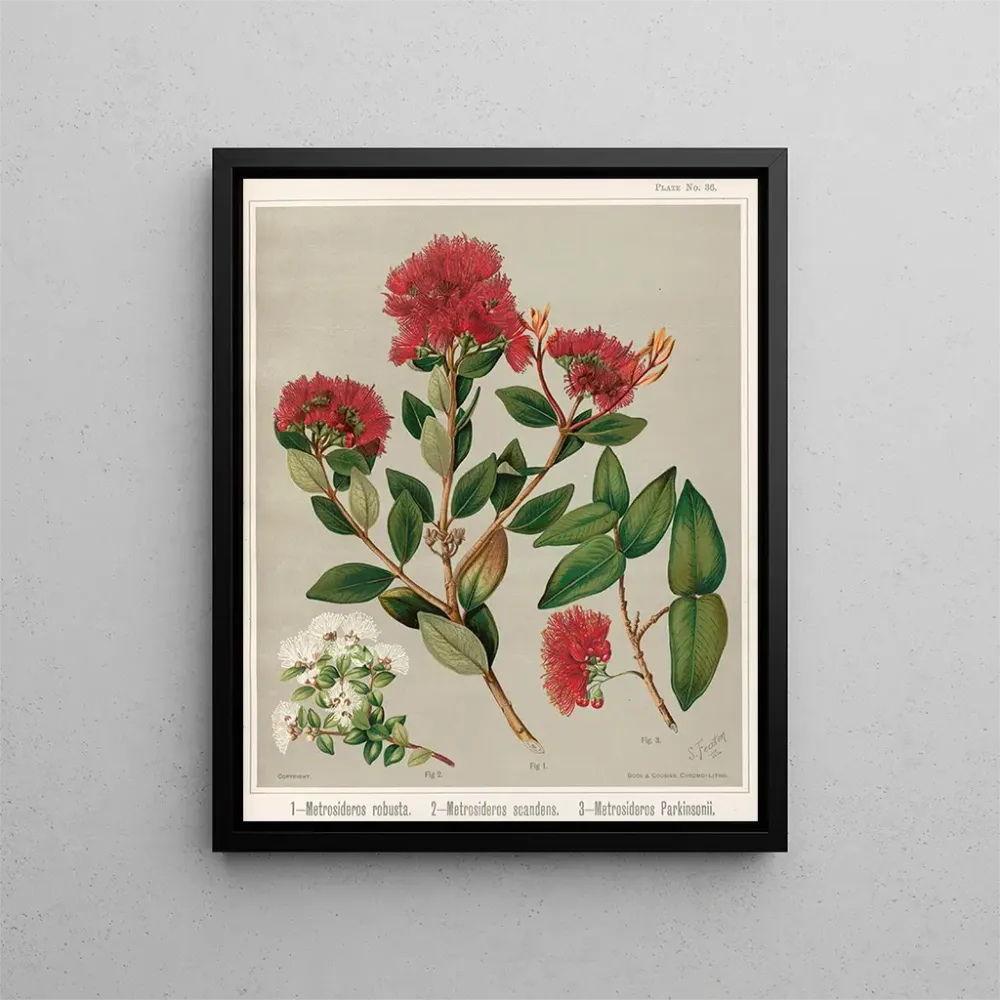 Gemälde 1 Metrosideros robusta 2 Metrosideros scandens 3 Metrosideros parkinsonii - Sarah Featon | Kunstdruck