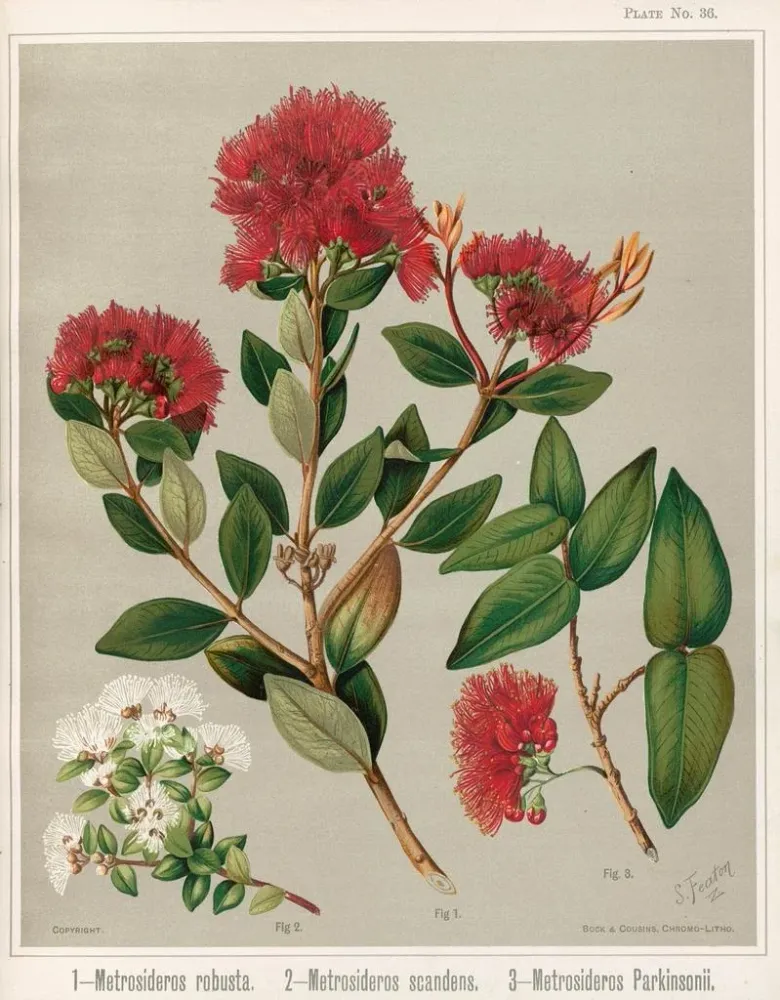 Gemälde 1 Metrosideros robusta 2 Metrosideros scandens 3 Metrosideros parkinsonii - Sarah Featon | Kunstdruck