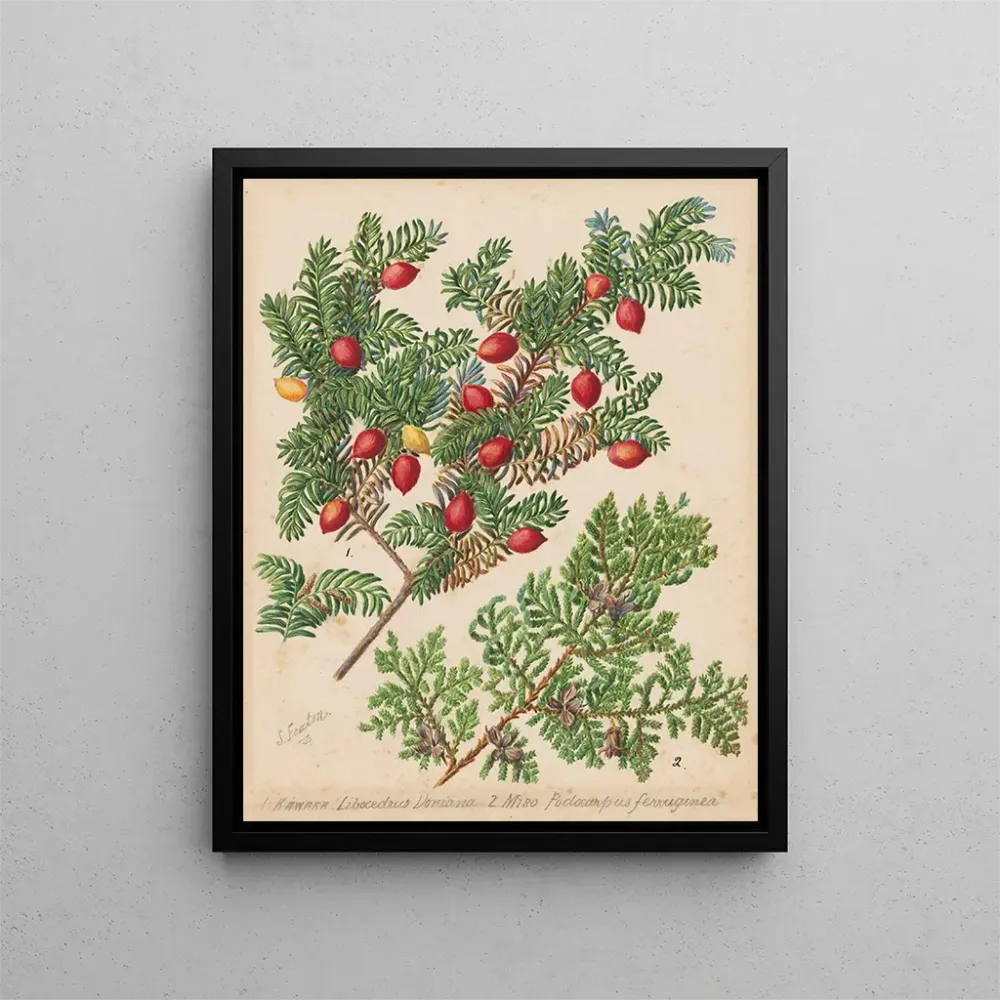 Gemälde Miro Kawaka - Sarah Featon | Kunstdruck
