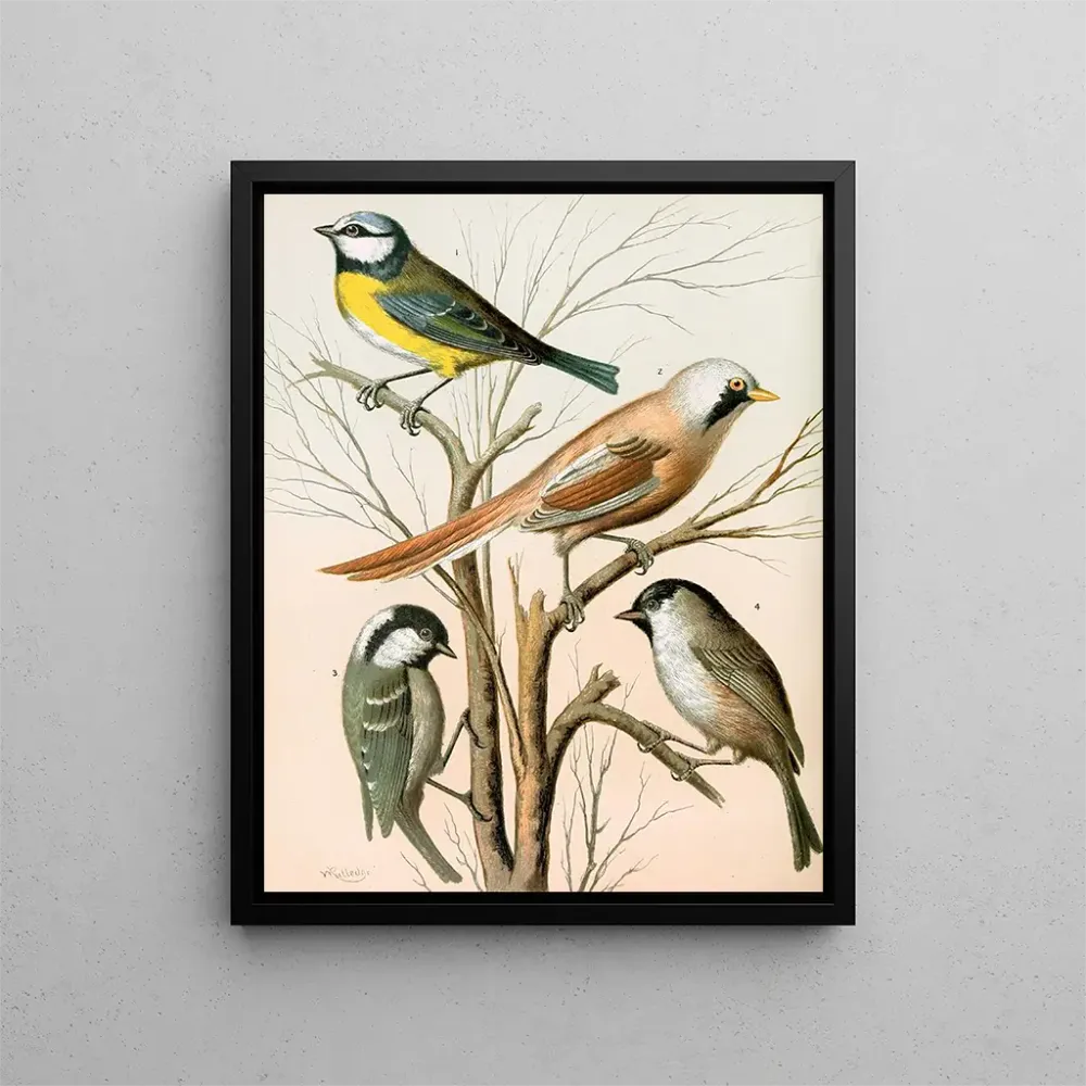 Gemälde Mésange à tête noire - W. . Blakston | Kunstdruck