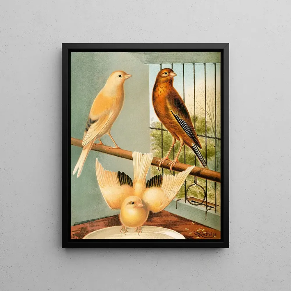 Gemälde Mules de linotte et de canari - W. . Blakston | Kunstdruck