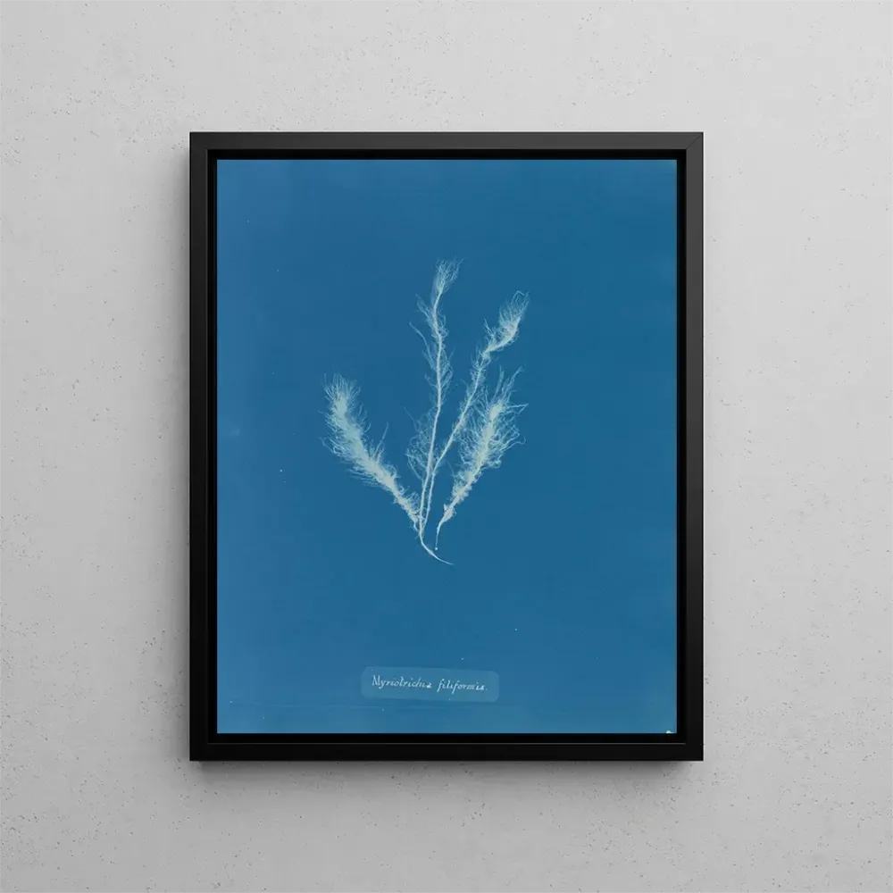 Gemälde Myriotrichia filiformis - Anna Atkins | Kunstdruck