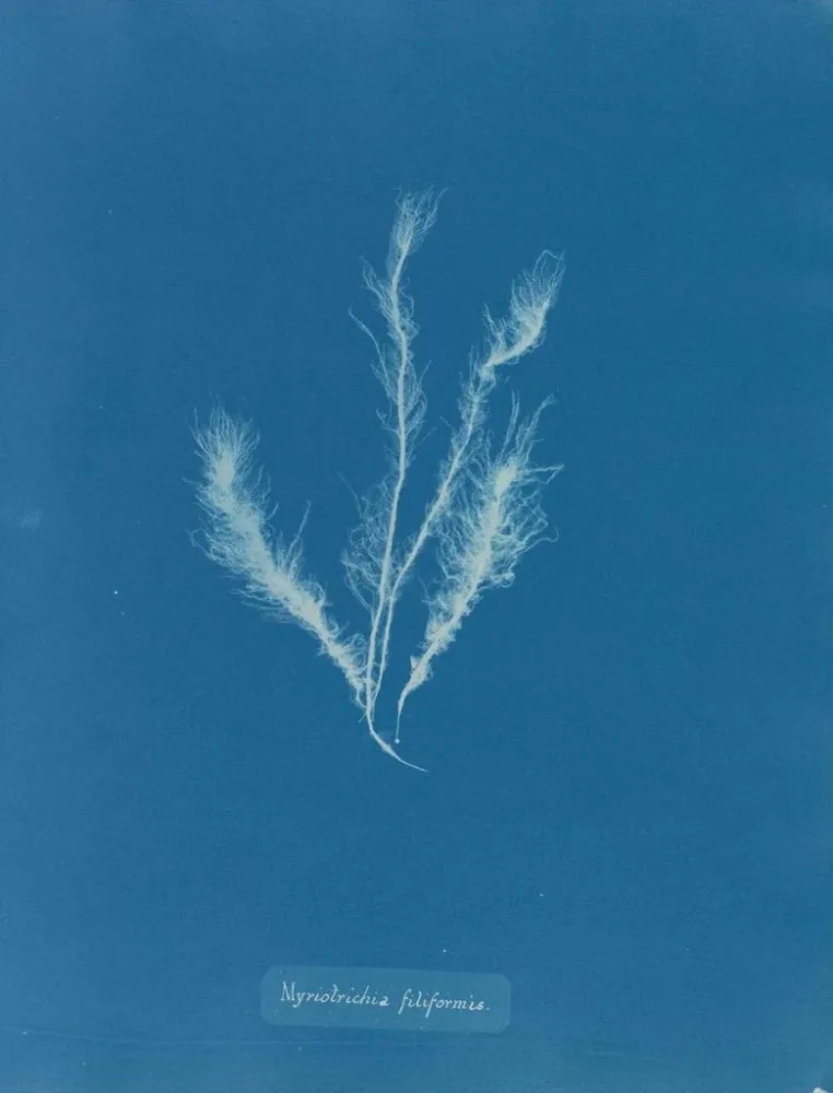 Gemälde Myriotrichia filiformis - Anna Atkins | Kunstdruck