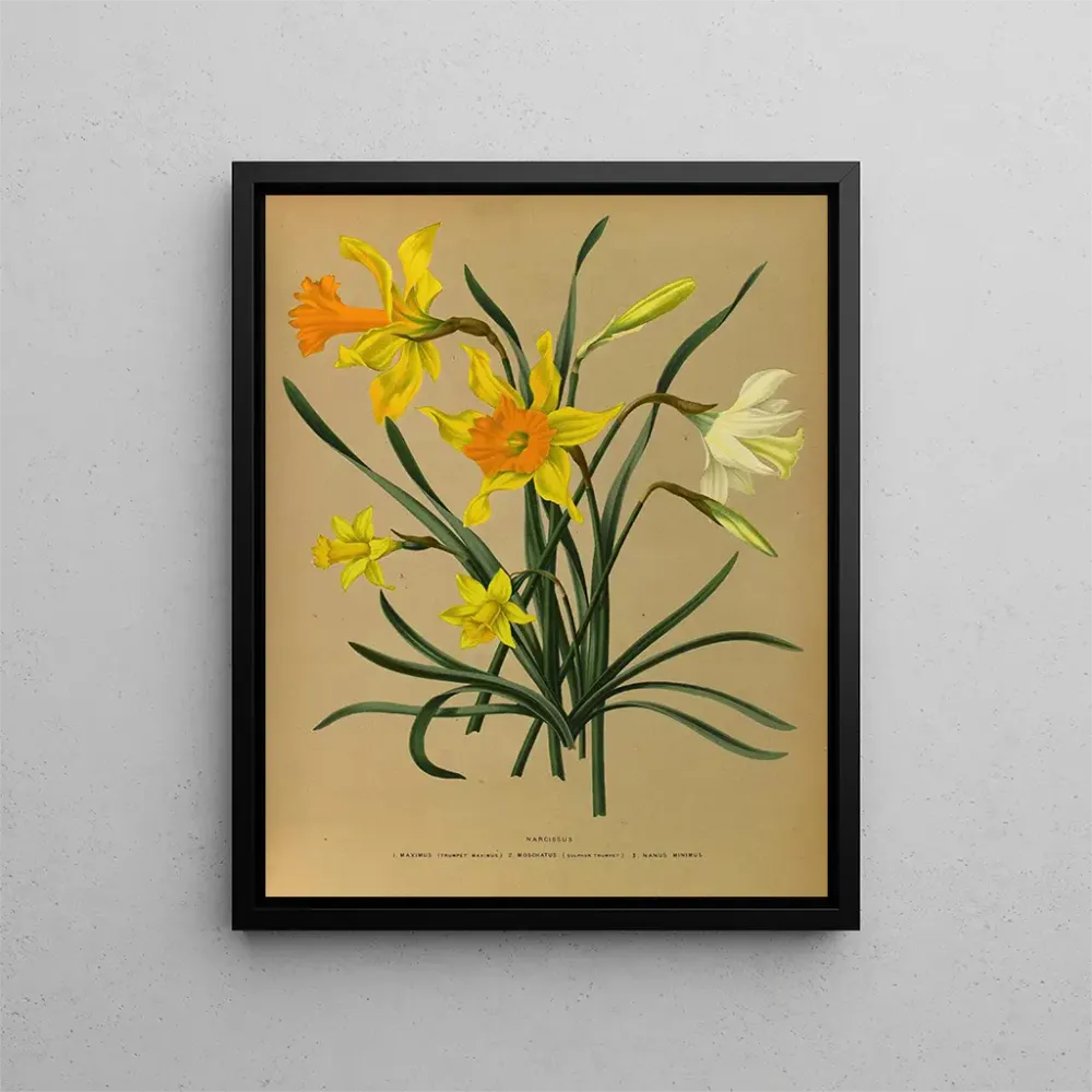 Gemälde Narcisse 3 - Arentina Hendrica Arendsen | Kunstdruck