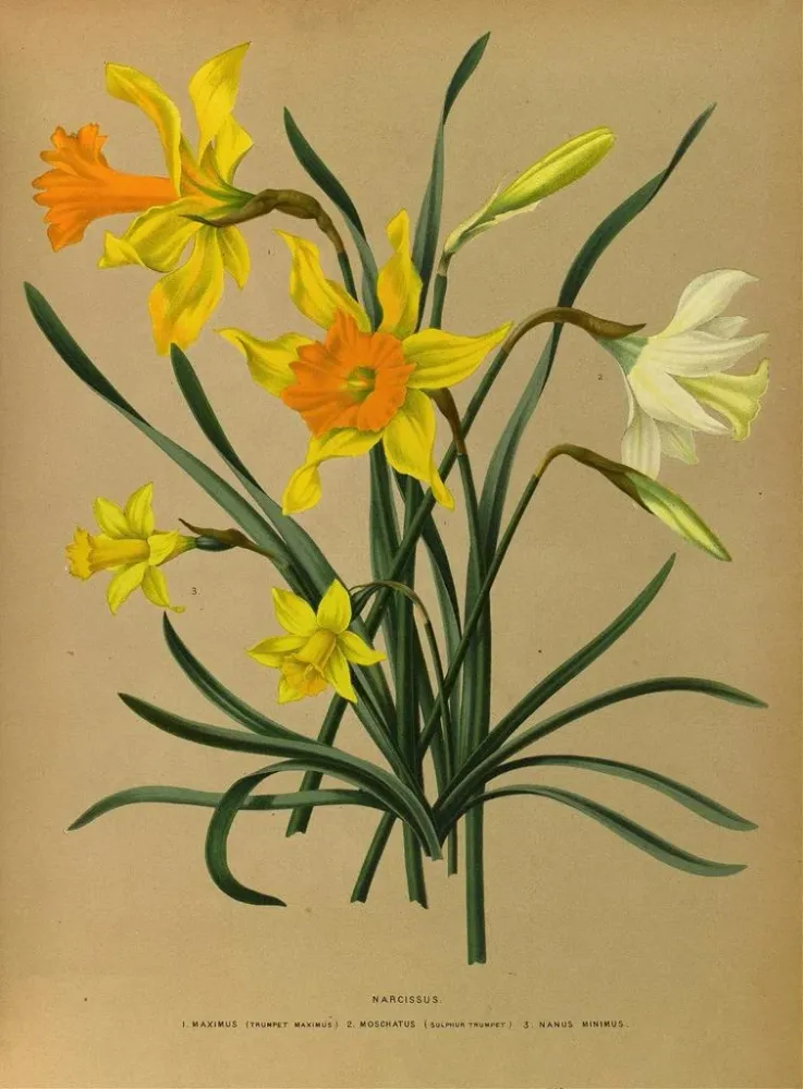 Gemälde Narcisse 3 - Arentina Hendrica Arendsen | Kunstdruck