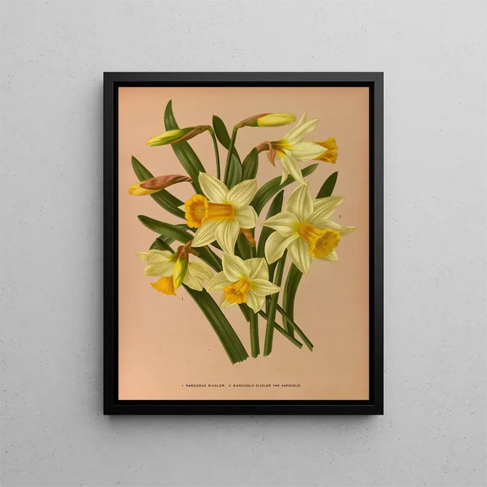 Gemälde Narcisse bicolore 2 Narcisse bicolore Var Horsfieldi - Arentina Hendrica Arendsen | Kunstdruck