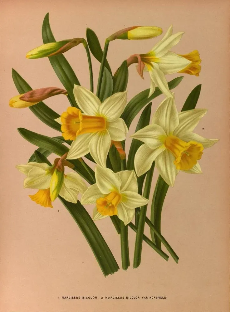 Gemälde Narcisse bicolore 2 Narcisse bicolore Var Horsfieldi - Arentina Hendrica Arendsen | Kunstdruck