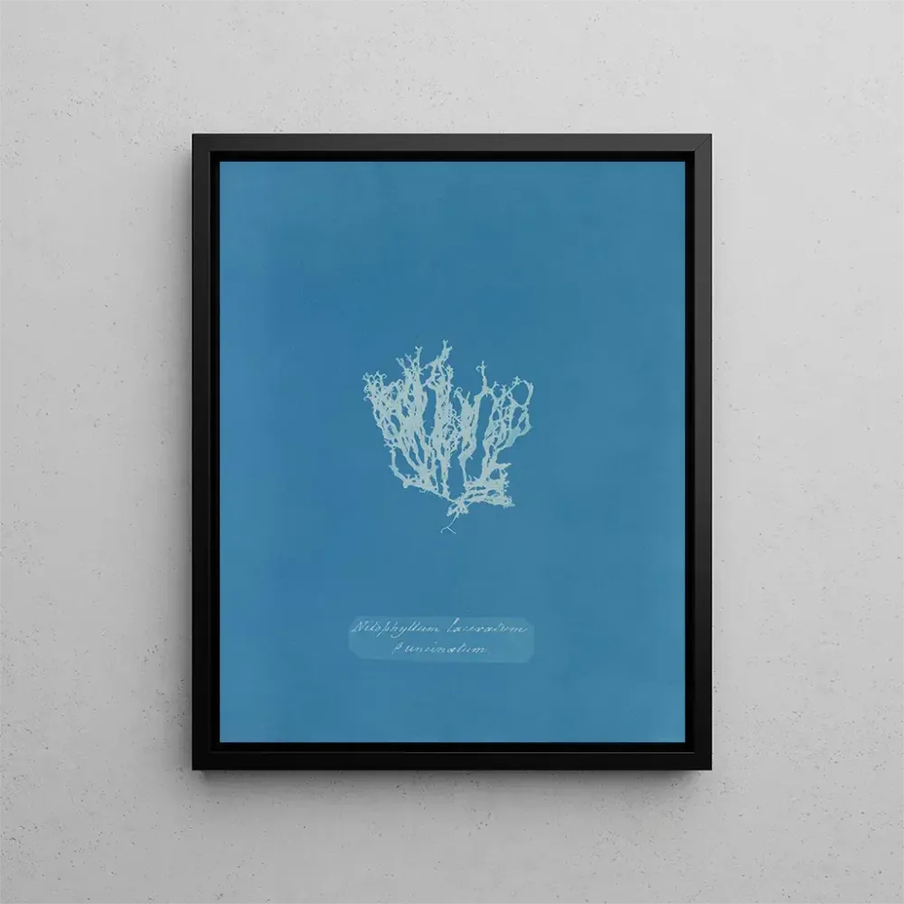 Gemälde Nitophyllum laceratum - Anna Atkins