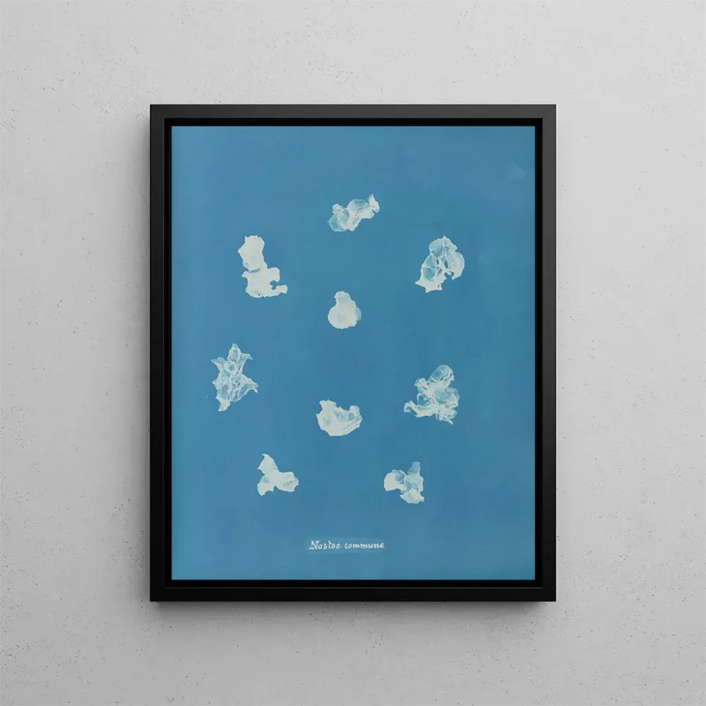Gemälde Nostoe commune - Anna Atkins | Kunstdruck