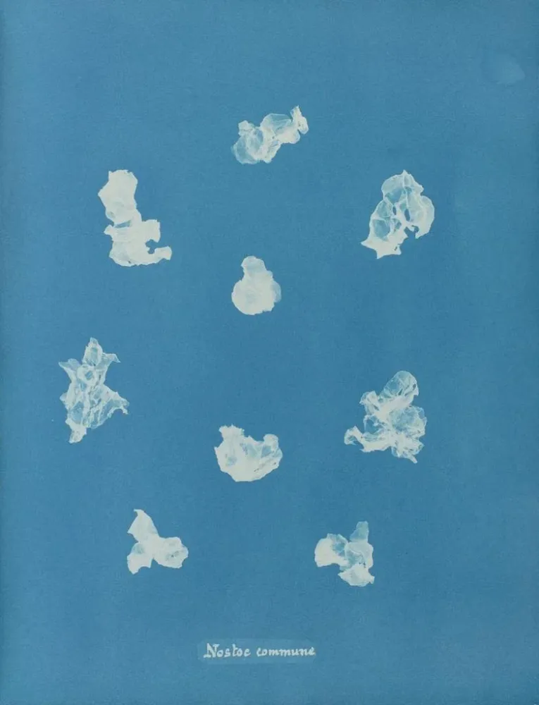 Gemälde Nostoe commune - Anna Atkins | Kunstdruck