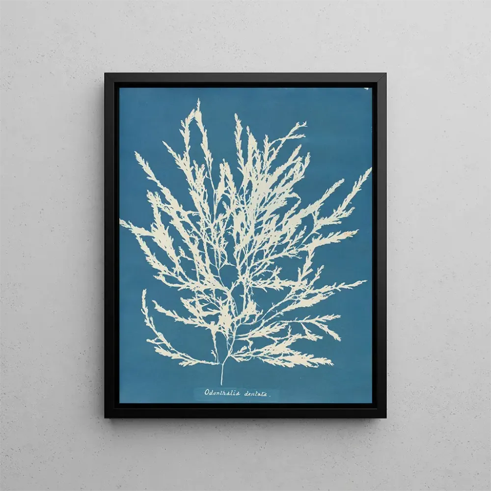 Gemälde Odonthalie dentée - Anna Atkins | Kunstdruck