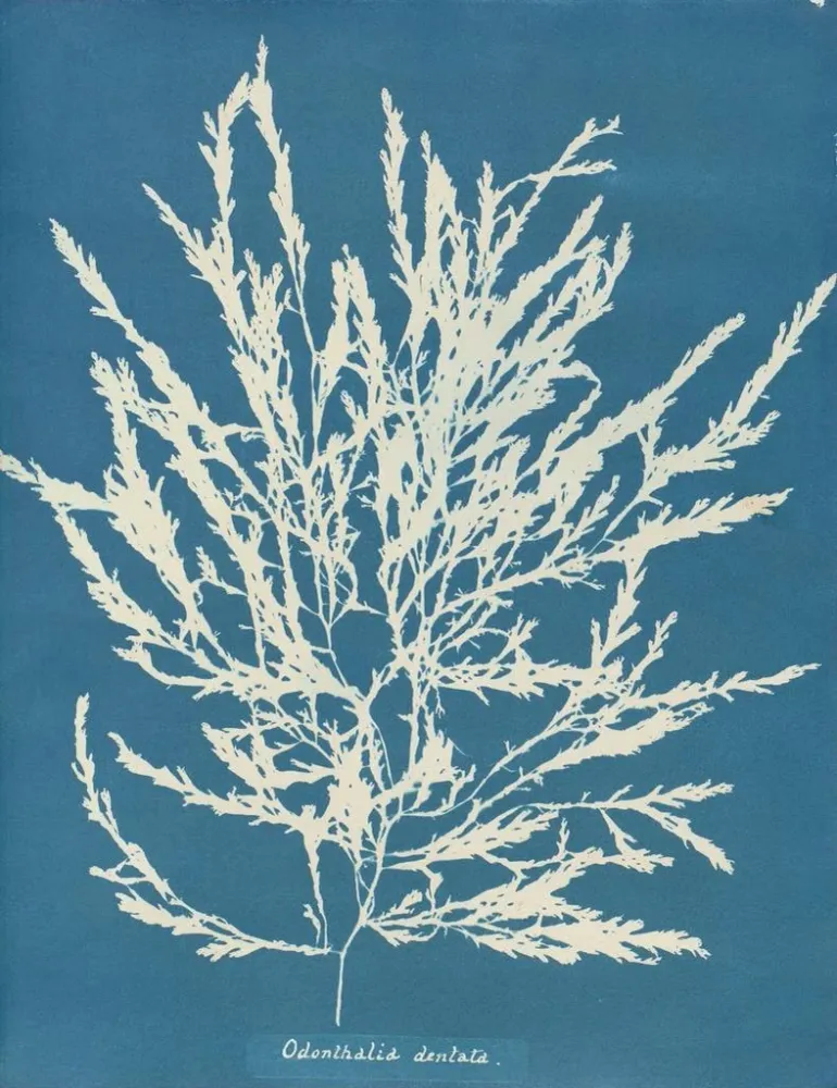 Gemälde Odonthalie dentée - Anna Atkins | Kunstdruck