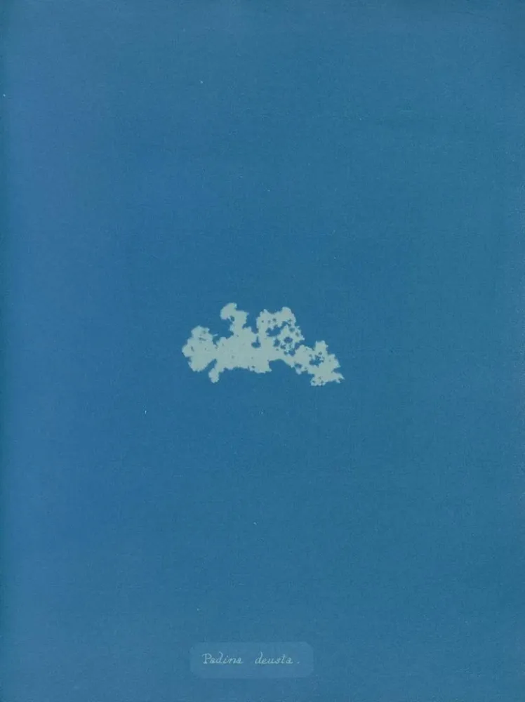 Gemälde Padina deusta - Anna Atkins