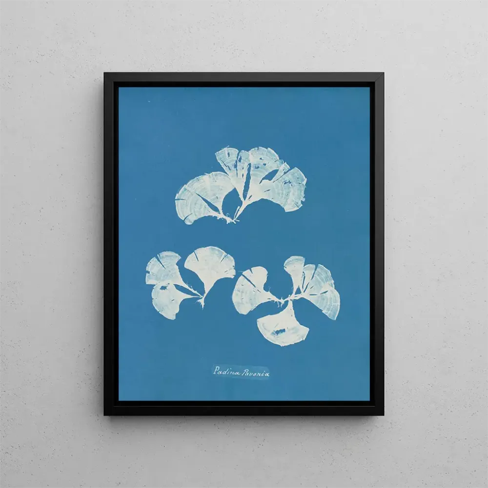 Gemälde Padina Pavonia - Anna Atkins | Kunstdruck