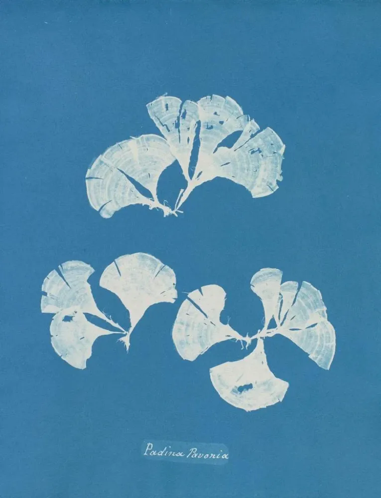 Gemälde Padina Pavonia - Anna Atkins | Kunstdruck