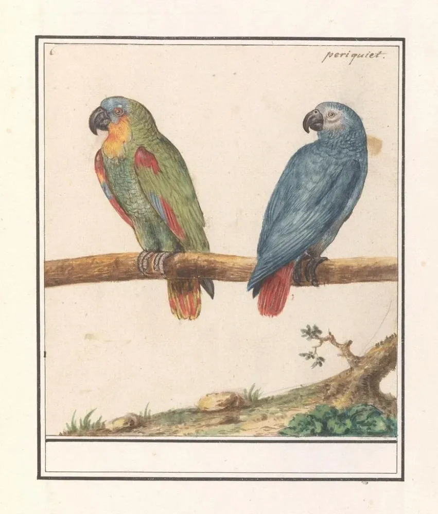 Gemälde Papagei und Graupapagei aus Afrika Psittacus erithacus - Anselmus Botius de Boodt | Kunstdruck