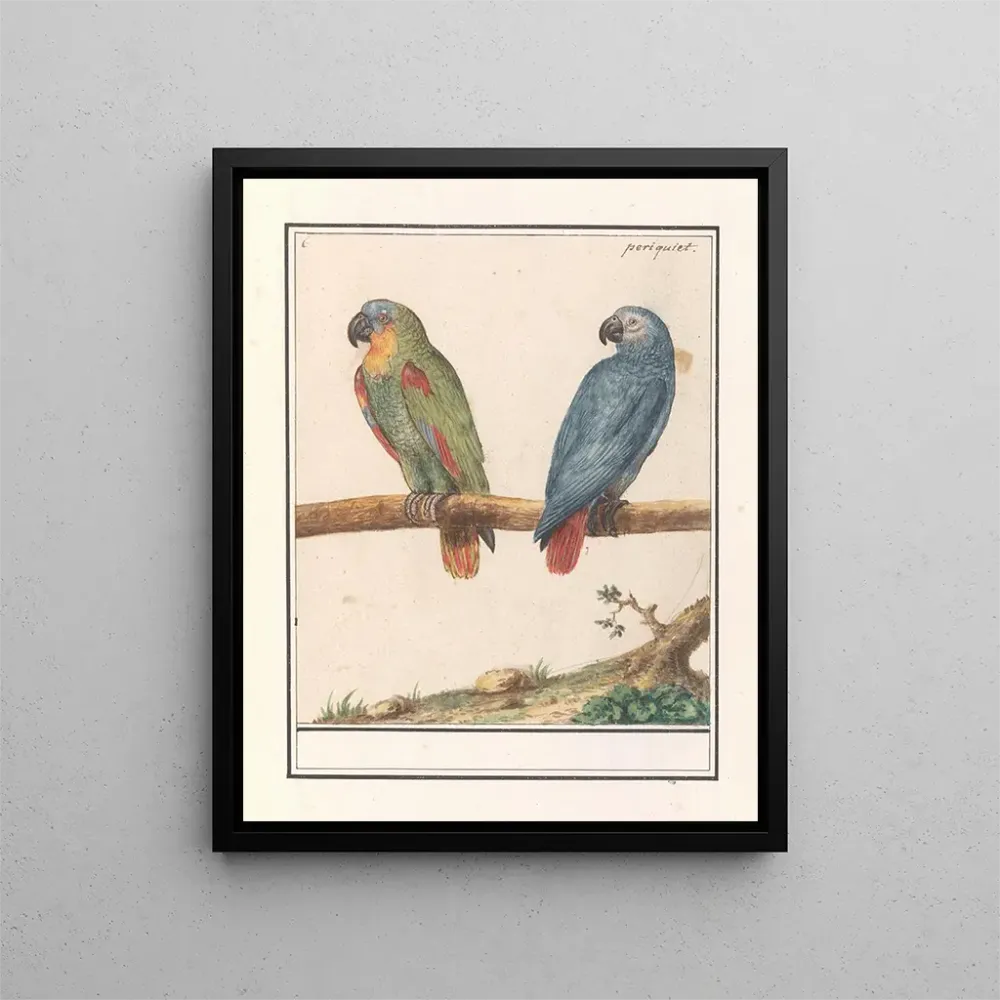 Gemälde Papagei und Graupapagei aus Afrika Psittacus erithacus - Anselmus Botius de Boodt | Kunstdruck