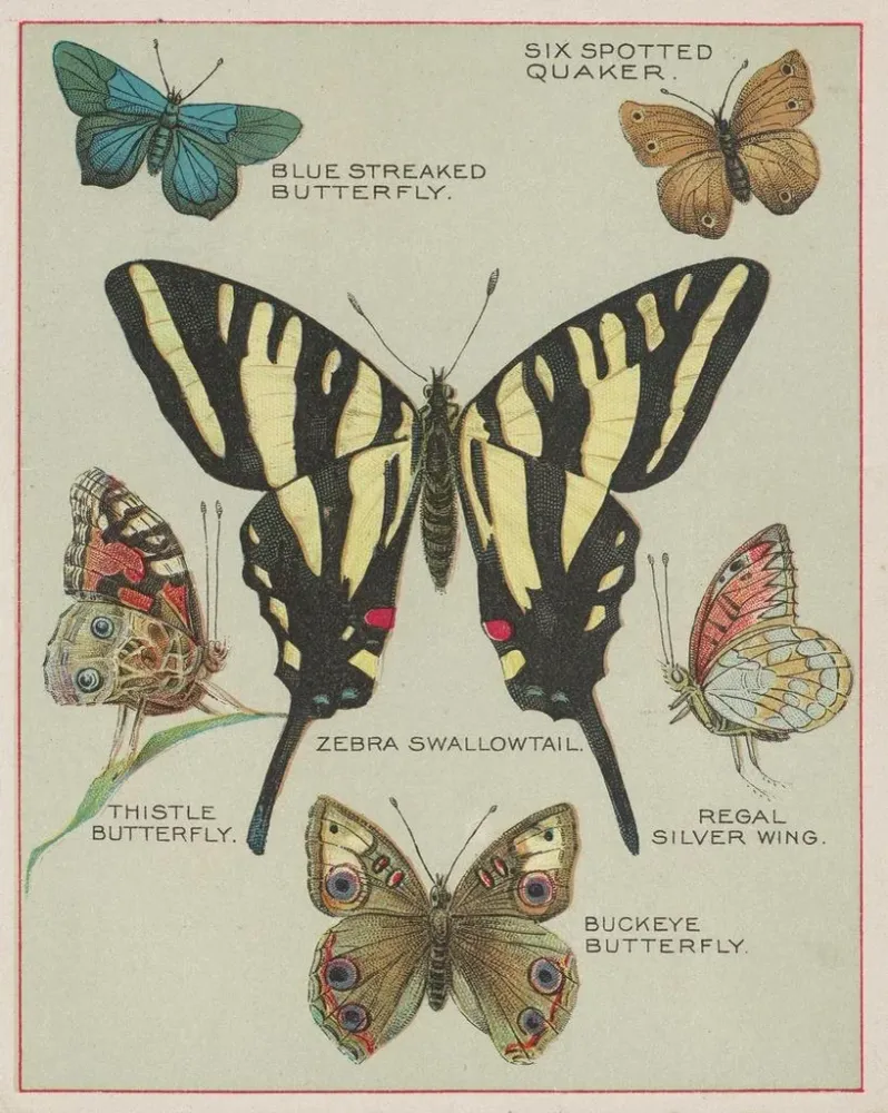 Gemälde Papillons d'Amérique Pl5 - Chase Sanborn | Kunstdruck